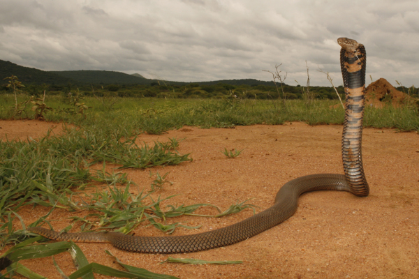 African Saw Scaled Viper Echis_ocellatus_from_Ghana